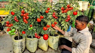 नर्सरी के माली ने बताया सीक्रेट इतने टमाटर आएंगे पड़ोसियों को बांटोगे Tomatoes grow in usless bag