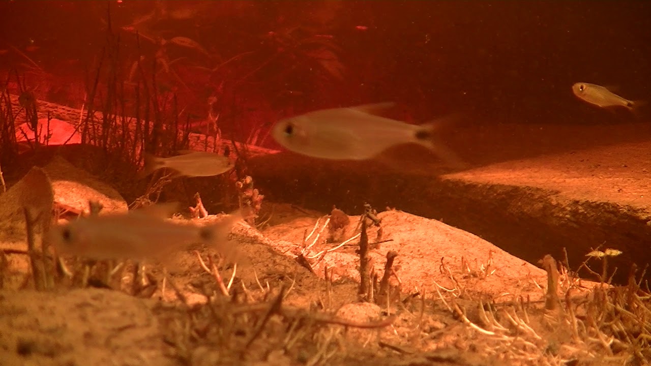 Apistogramma megaptera