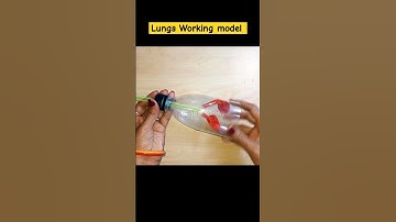 lungs Working model/Respiratory system Working school project #viralshort #shorts #lungsmodel