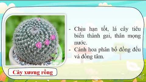 Hoa và cây cảnh quanh em tiết 1 Tuần 1 2