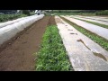 2010年8月１８大根種まき草取り