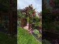 Shortvideo Nature Flowers Song Love Garden Rose Shortvideo Nature Flowers Song Love Garden Rose