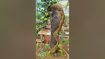 những mẫu ghép đá đẹp  #bonsai #bonsaitree #garden