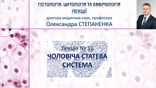картинка: Гістологія. Лекція 16. Чоловіча статева система