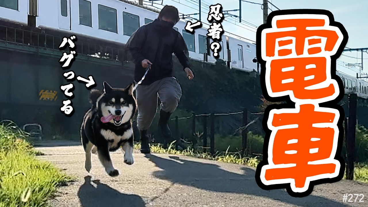 shibaさま＊確認ページです Shiba Inu transforms when seeing a train - YouTube