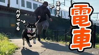 Shiba Inu transforms when seeing a train - YouTube
