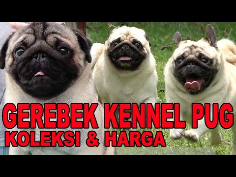 INI HARGA ANJING PUG BERKUALITAS - GEREBEK KENNEL ANJING PUG