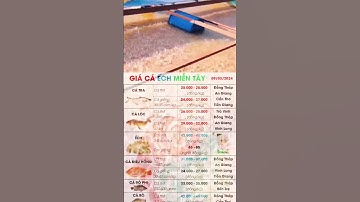 @giathuysan Giá Cá Ếch Lươn 9/3/2024 khu vực Miền Tây ✅ Giá Cá Tra, Cá Điêu Hồng, Trê Vàng, Nàng 2