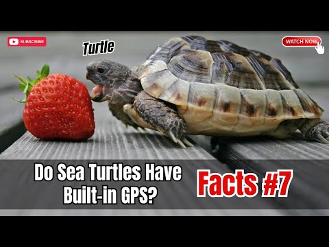 Видео: Интересни факти за костенурките. Уникални способности на костенурките