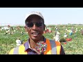 West africa farms un joyau au coeur du walo