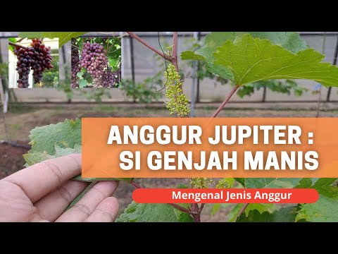 Video: Anggur Asli: deskripsi variasi. Fitur menanam anggur Asli