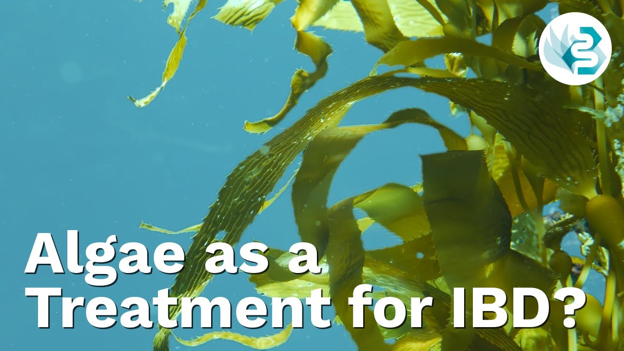 IBD Patients Are Left Out with Pain, Stress and Anxiety. Algae Could Be the Game Changer!