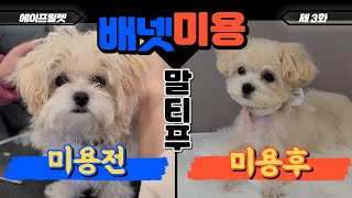 4개월 말티푸 배냇미용 / 전체가위컷