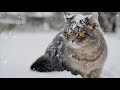 RedFlame - Время перемен (Time for change)