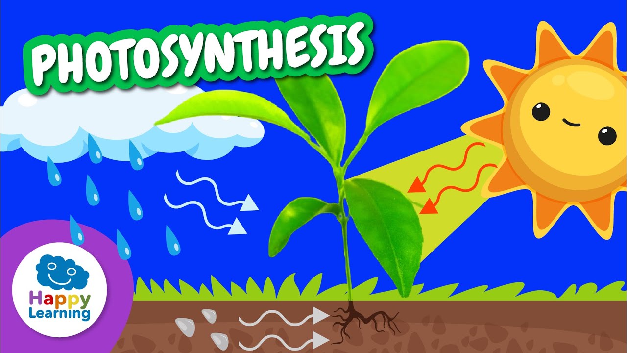 🌱☀️ LEARN ABOUT PHOTOSYNTHESIS | Educational Videos for Children | @HappyLearningENG