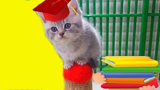 ПРЕДВЫБОРНАЯ ПРОГРАММА КОТЕНКА ПРЕДВЫБОРНАЯ ПРОГРАММА КОТЕНКА