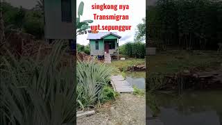 Singkong Mbah Salimin Bentar Lagi Panen Transmigrasi Sepunggur 