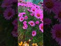 #виднагород #київ #nature #nata