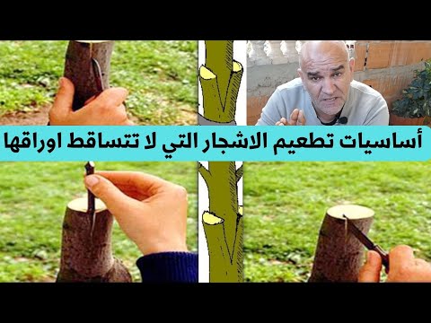 تطعيم جميع أنواع الاشجار الخضرية الليمون البرتقال الزعرور الخروب الخ بطريقة مضمونة 100