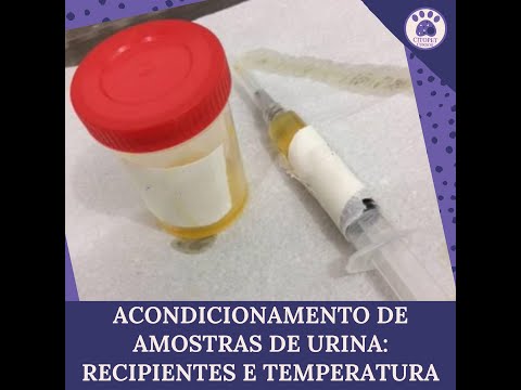 Vídeo: Por Que Os Veterinários Ainda Medem As Temperaturas Retais?