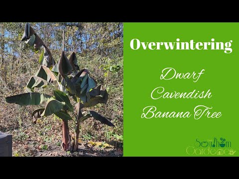 Overwintering Dwarf Cavendish Banana Tree