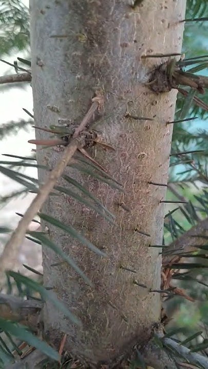 Самая старая сосна остистая 🌲4700 лет назвали Мафусал в честь человека ...
