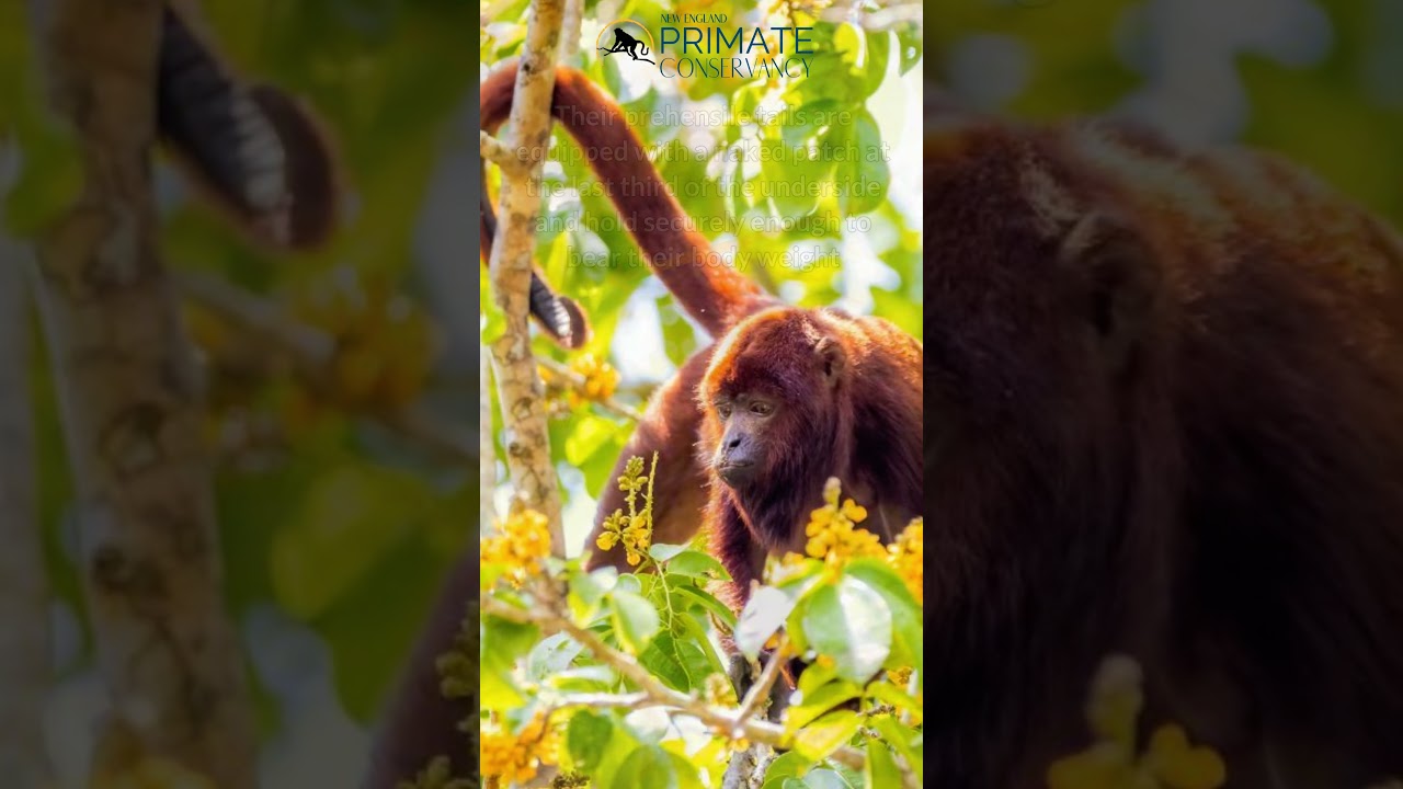 Purús Red Howlers in 34 seconds