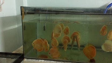 Cách Nhận Biết Cá Dĩa Bắt Cặp