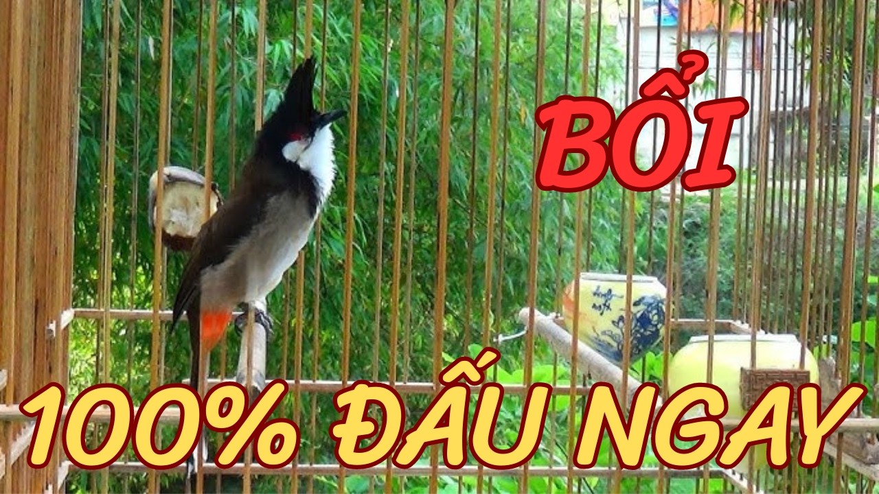 Chào Mào Hót - QUÁ ĐỈNH -má trắng học giọng nhanh căng lửa,luyện chào mào hót sáng ,chào mào hot hay