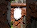 This Rust Removal Trick Actually Works #DIY #cleaning