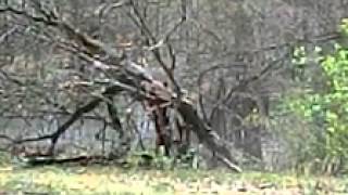 Tree 4lb Shockwave Exploding target