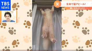 全身で猛アピール！ネコの姿に飼い主さんもビックリ