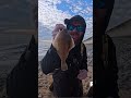 how many points for the dab#sea #seafishing #fish #fishing #ukfishing #match #matchfishing #winter