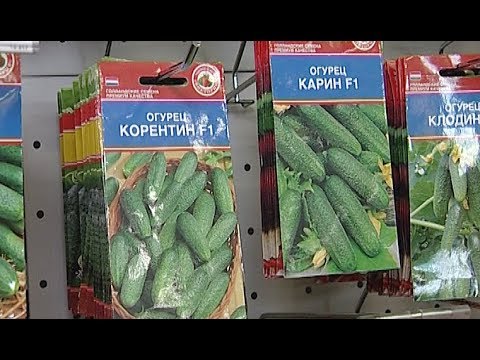 Где Можно Купить Семена Огурцов Польской Селекции