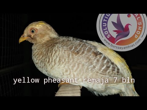 NGAWI - (YELLOW PHEASANT) budidaya ayam hias tibet di INDONESIA 