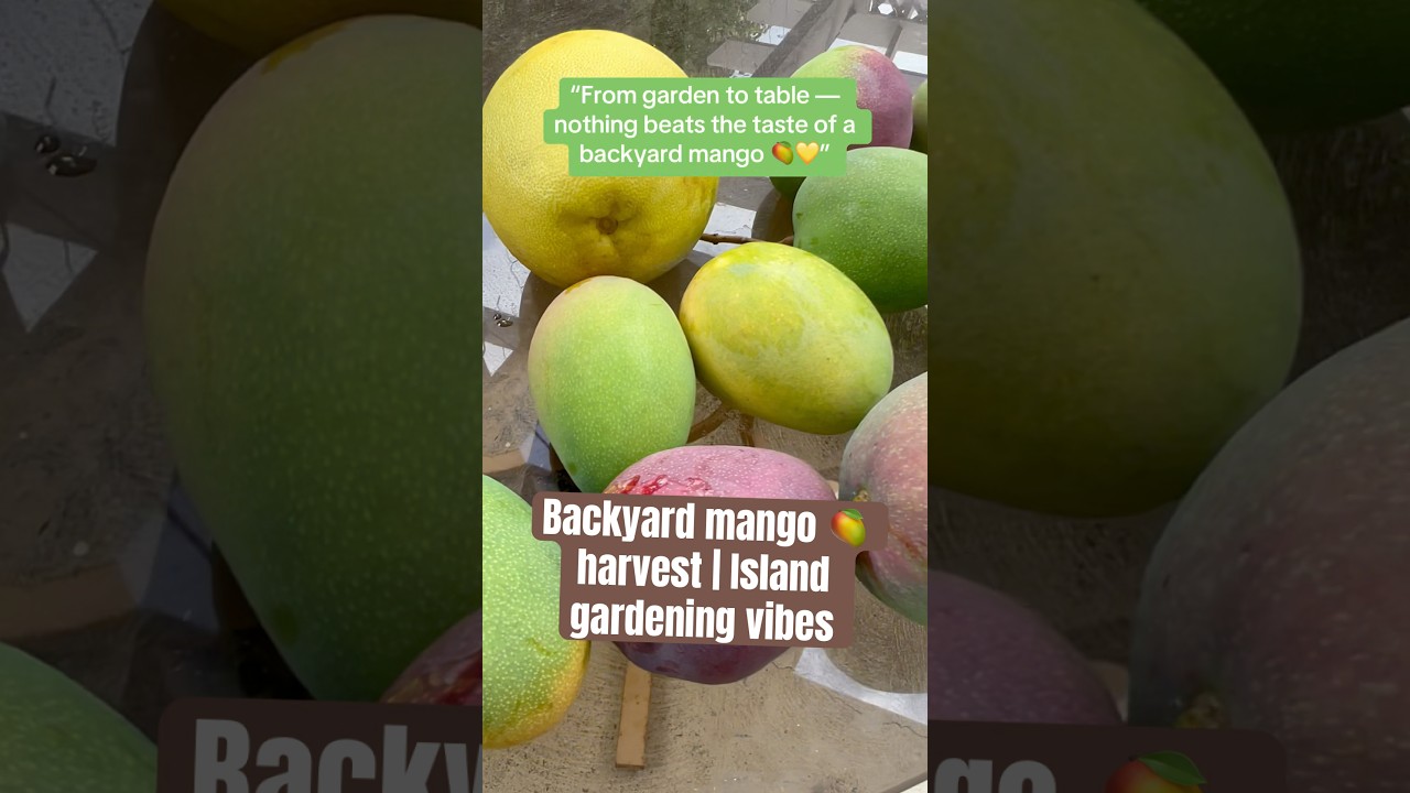 Sweet mangoes straight from my backyard! 🥭 