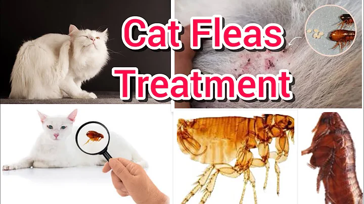 Watch the video about Cat flea and tick protection | Persian Cat se fleaas kesy khatam krain | Cats flea treatment