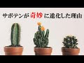 【ゆっくり解説】サボテンの進化
