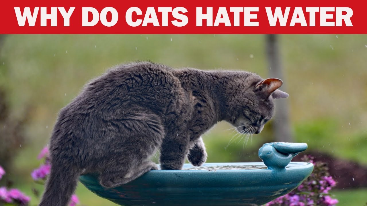 Picture of Why Do Cats Despise Water? Unveiling the Mystery! - YouTube