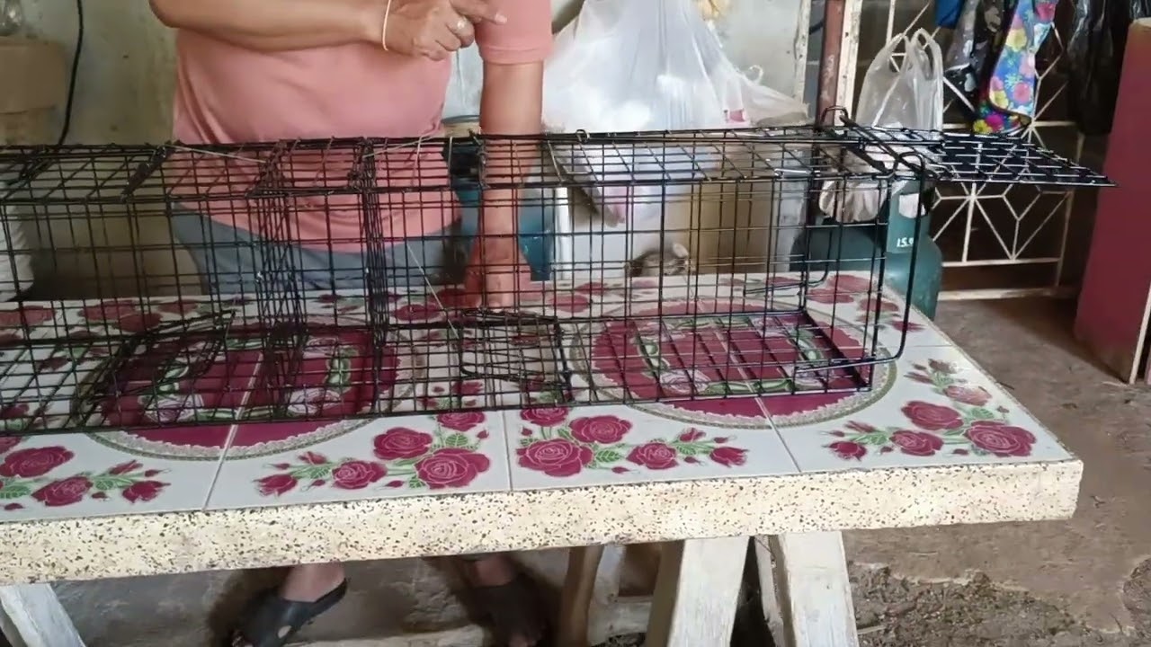 กรงดักพังพอน กรงดักอีเห็น แบบทางเข้า2ทาง 1,400 บาทโทร 0653460155