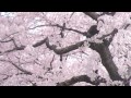 sakura - Cherry Blossom - 2011