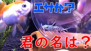 【ヒョウ柄の魚】名前が恐竜みたいなお魚を購入してきました金魚水槽に入れようと思います！【金魚水槽】