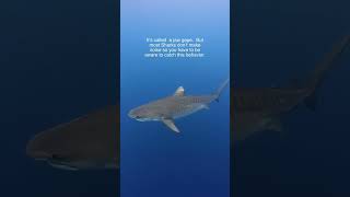 This Shark is NOT Happy 😡😳🤯 #sharkdiving #hawaii #tigershark #angryshark #sky