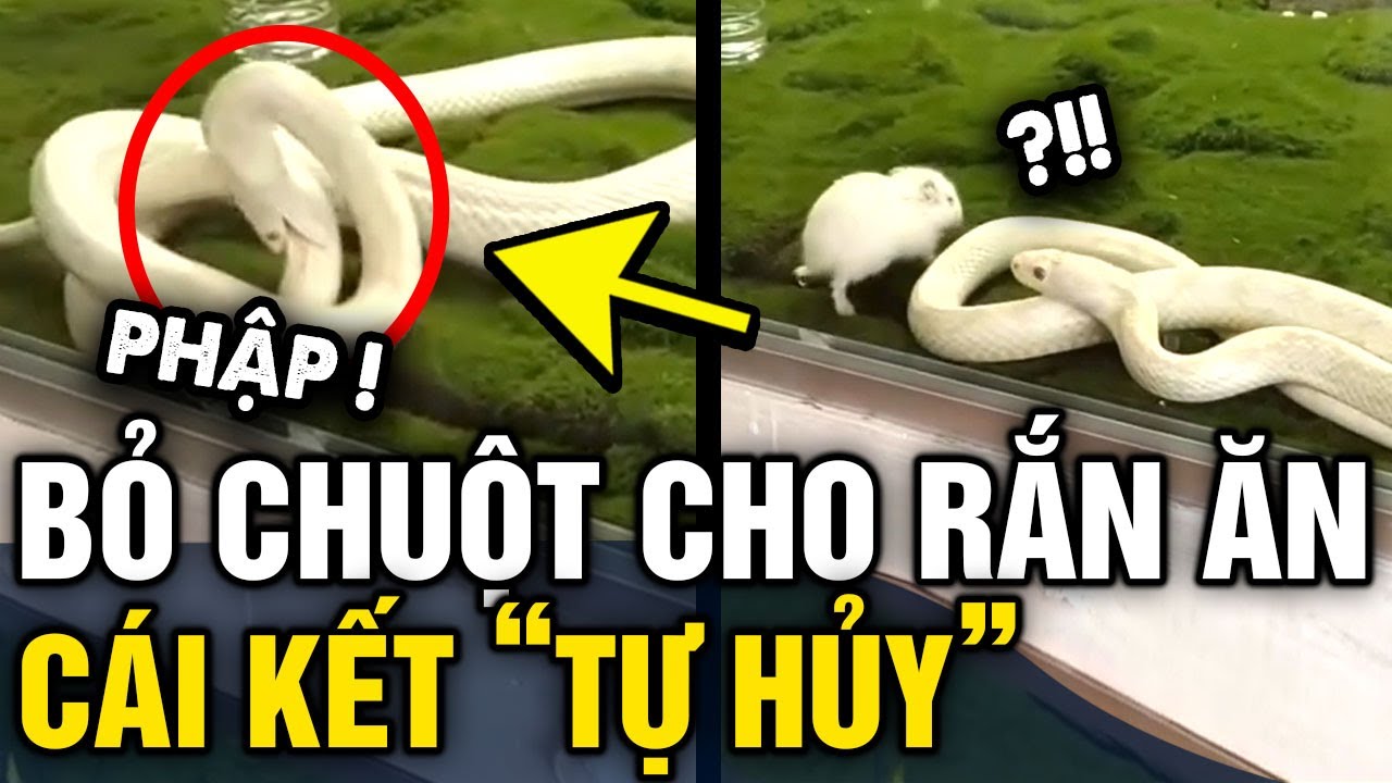 Hy hữu sự cố 'RẮN CẮN NHẦM' vào thân khiến dân mạng thắc mắc CÓ TRÚNG ĐỘC KHÔNG | Tin 3 Phút