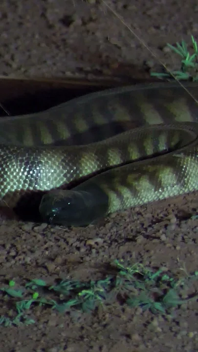 Black Headed Python