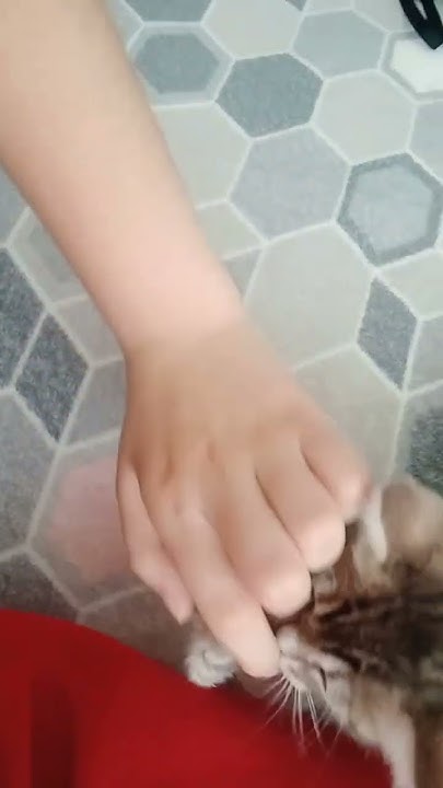 пупсик котик 🐱😏 - YouTube