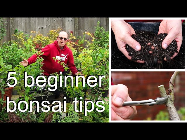 5 useful tips for bonsai class=