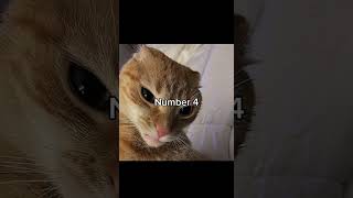 Top 5 scariest things #dailymemesddm #lol #catmemes #meme #fyp #funny #viral #foryou #memes #cats