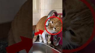 Why Cats Act Weird Around Water? #viral #cat #funny #pets