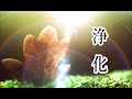 【15分 心身の浄化】心と体・家に溜まった汚れや邪気を洗い流し 幸運を呼び込む音楽, 浄化ヒーリング音楽 瞑想音楽|Music to Cleanse of Negative Energy|417 Hz
